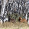 Feral horses near Long Plain in Kosciuszko National Park in October last year.