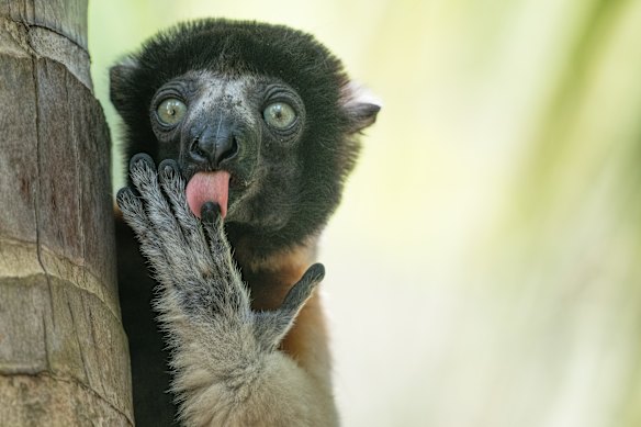 Highly Commended Winner: Liliana Luca for “Fonzies Advertising”. 