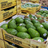 Aussie avocado grower Costa back in  US private equity firm’s sights