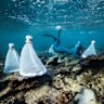 Coral restoration project Ningaloo Reef WA.