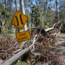 The 2021 storms created widespread damage in the Wombat State Forest.