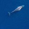 Blue whales spotted off East Timor in record numbers ‘extremely hungry’