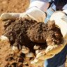 The ore at Northern Minerals Browns Range project in WA is prospective for rare earths.