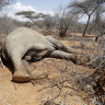 Relentless drought kills hundreds of zebras, elephants, wildebeests in Kenya