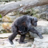 A chimpanzee at Taronga Zoo in Sydney,