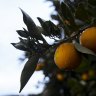 La Niña has smashed Costa Group’s citrus crops.