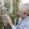 Plibersek’s biodiversity credits ‘won’t save koalas’, Greens say