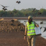 ‘A potential wildlife massacre’: Eyes on the sky as virus wings its way towards Australia