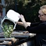 Some councils provided residents with benchtop caddies to empty into larger bins.