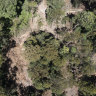 A native forest logging site in Wild Cattle Creek State Forest, part of the assessment area for the Great Koala National Park.
