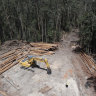 A native forest logging site in Wild Cattle Creek state forest in December, part of the assessment area for the Great Koala National Park.