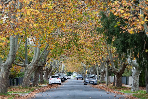 The plane trees look pretty, but they also create a heap of work for residents. 