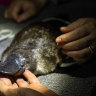 Delphi the platypus having a check-up before being released back into the Hacking River in the Royal National Park on Saturday night.