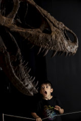 Parent And Kids Review Of Australian Museum S Tyrannosaurs Meet The Family Exhibition