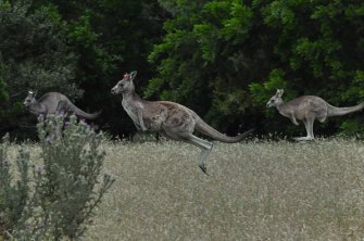 Kangaroos at Serendip. 