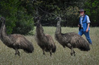Roger Smith observing the emus at the Serendip Sanctuary. 