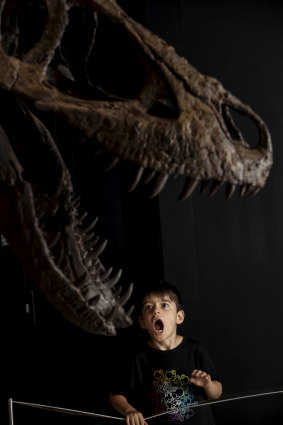 "Even though dinosaurs are so big, their brains were tiny," says Archie. 