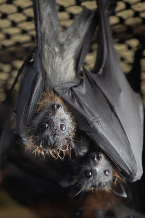 Young grey headed flying fox twin bats, dubbed Gideon (left) and Aidan hang together on January 27 at the Shoalhaven Bat Clinic and Sanctuary at Bomaderry in NSW.