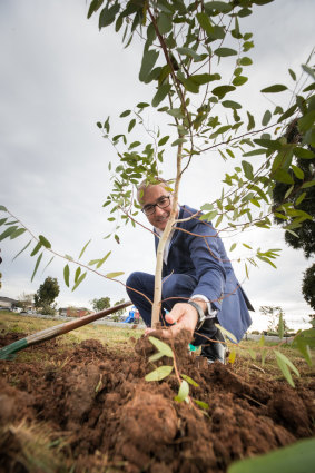Acting Premier James Merlino plants a tree at the announcement of the tree program.