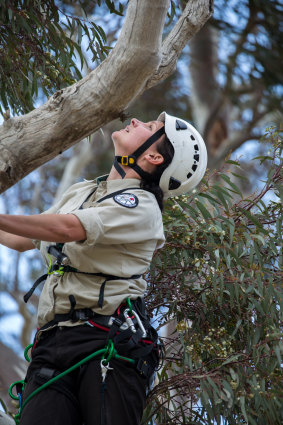 Dr Laura Rayner climbs a tree in search of superb parrots' nesting hollows. 