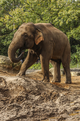 Luk Chai, a male bull elephant, has impregnated three females at the Melbourne Zoo.