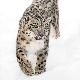 A snow leopard
