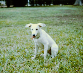 Calypso, part dalmatian, Trinidad, March 1956.