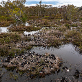 A colony of straw-necked ibis in the Macquarie Marshes.