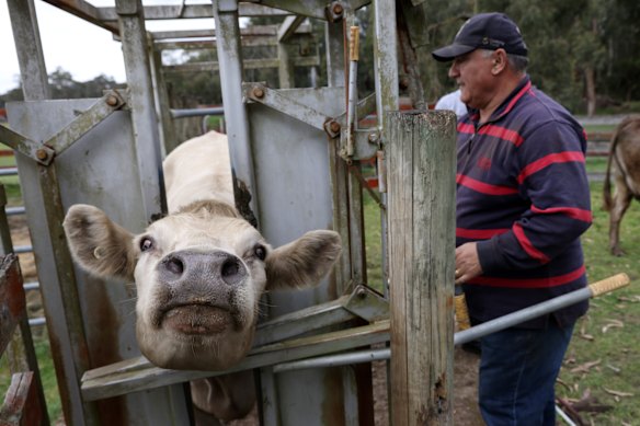 ‘Facebook for cows’: How a software engineer rustled up an app to ...