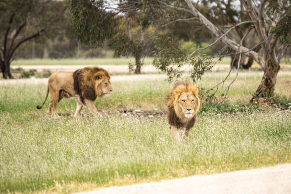 Where the wild things are: Lions can roam freely at Monarto.