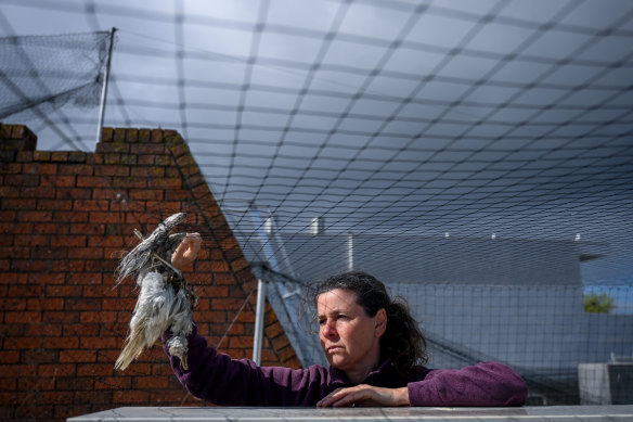 Wildlife rescuer Melanie Attard checks on the birds near the roof of a property in Mornington.