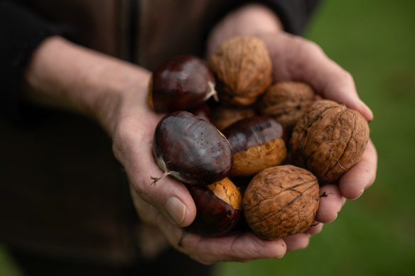 Chestnuts ready for roasting.