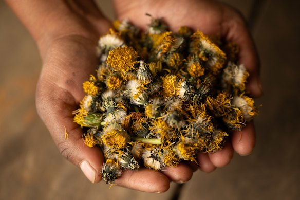 Dandelion flowers used to make preparation 506: Part of the compost.