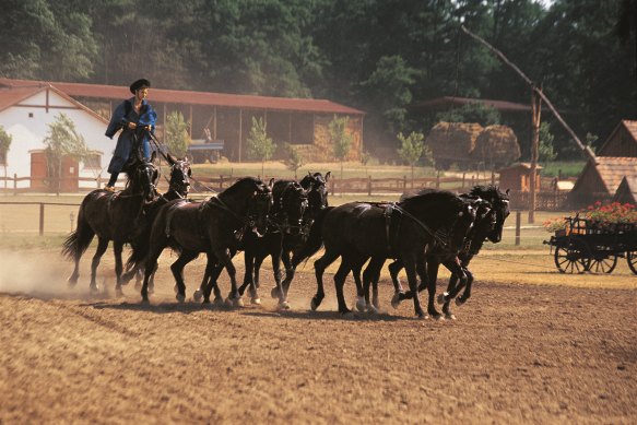 Puszta Black Horses.