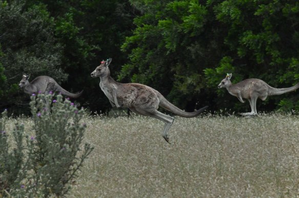 Kangaroos at Serendip. 