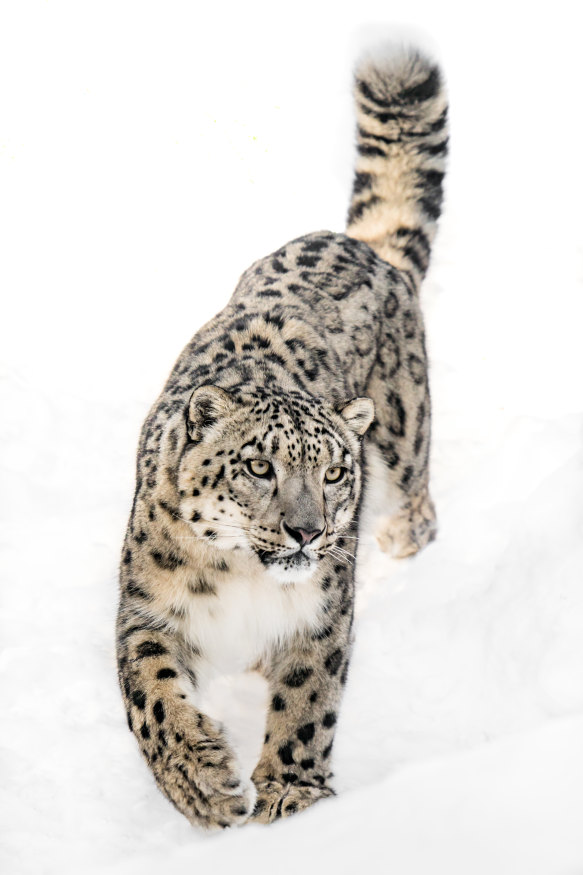 One snow leopard is killed each day, on average, to feed demand for their parts, often as trophies.