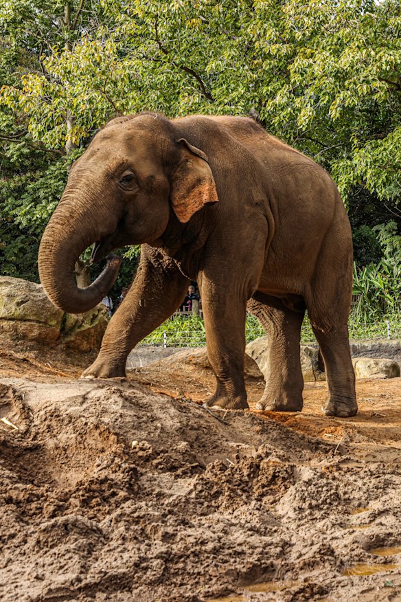Luk Chai, a male bull elephant, has impregnated three females at the Melbourne Zoo.