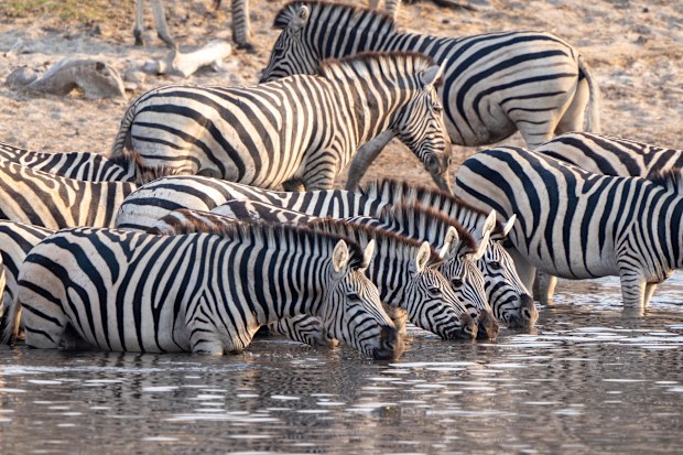 Leroo-La-Tau Desert + Delta Safaris