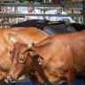 China suspends beef imports from sixth Australian beef supplier
