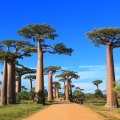 You’ll find boabs everywhere in Madagascar, but this avenue near Morondava is iconic.