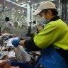 $300m fish to fry: Sydney Fish Market rewrites rules of seafood trading game