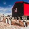 Gentoo penguins at Port Lockroy, Antractica.