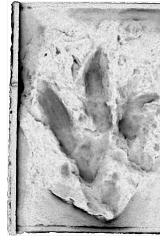 The plaster cast which was taken of the footprint 50 years ago and used in the recent analysis.