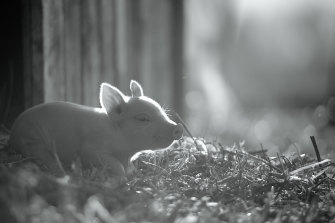 Gunda follows a year in the life of a sow and her piglets.