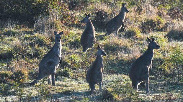 Experts warn global bans on wildlife trade could end up applying to the kangaroo industry.