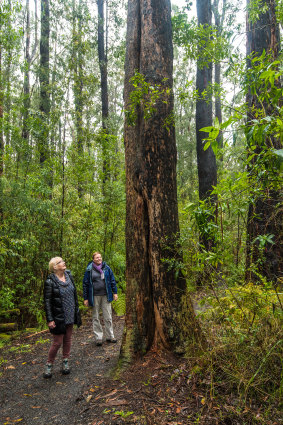  Marg Thomas and Susan Koci of the 'Preserve our Forest group Mirboo North' 