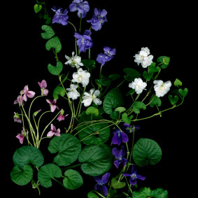 Fragrant heirloom violets.