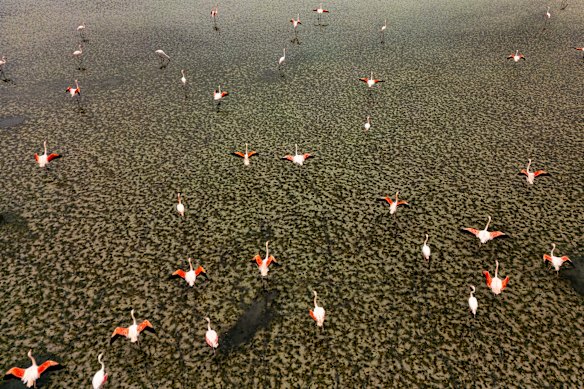 Flamingos feed at Lake Duden near the town of Kulu, in Konya province, Turkey.