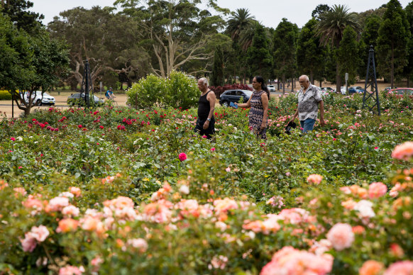 The rose garden at Centennial Park was planted more than 120 years ago. But if the drought continues, it may be jettisoned. 