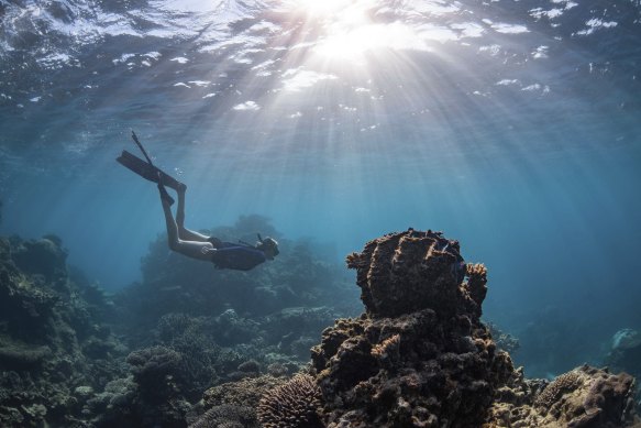 A diver visits Ningaloo Reef. 